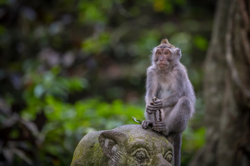 Monkey (Macaca flavicularis) in Ubud Monkey Forest, Bali.