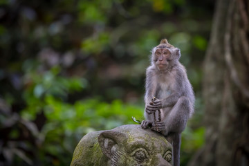 Naklejka na ściany i meble Monkey (Macaca flavicularis) in Ubud Monkey Forest, Bali.