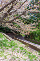 道沿いの桜