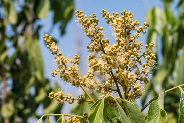 Longan Tropical fruit sweet,Longan flowers in tree.