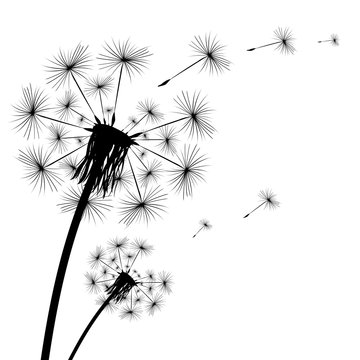 Black silhouette of a dandelion on a white background