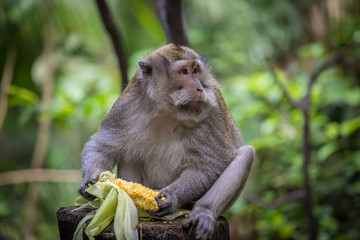 Naklejka na ściany i meble Monkey (Macaca flavicularis) in Ubud Monkey Forest, Bali.