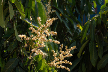 Obraz premium Longan Tropical fruit sweet,Longan flowers in tree.