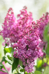 Spring blooming lilac tree flowers. Lilac blossom in spring. Spring lilac blossom view.