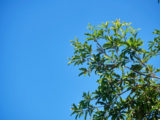 Sapodilla fruit on trees in orchard.