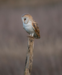 wild barn owl on a post