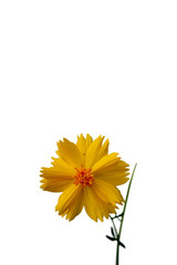Yellow starburst flowers on a white background