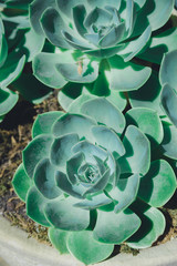 Obraz premium green aloe succulent plant rosette in stone pot, horizontal outdoors close up stock photo image