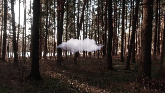 Autumn or spring forest in sunset background. Mistical wood with cloud. Nature woodland. Climate change and ecology concept. Stoick video.