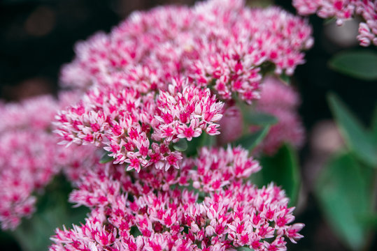 sedum telephium or Hylotelephium telephium, orpine, livelong, frog's-stomach, live-forever, Orphan John, pink colored flowers of stonecrops, closeup horizontal stock photo image background