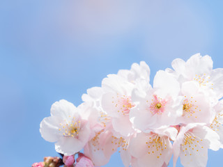 桜のある風景　２月　日本