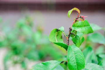 black aphids colony on stem and almond leaves, garden shrubs diseases concept, close up horizontal...