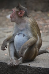 female monkey