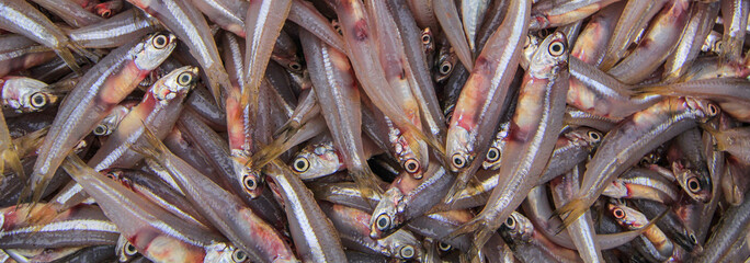 fresh fish in the market