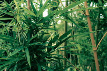 Outdoor photograph of a bamboo plant