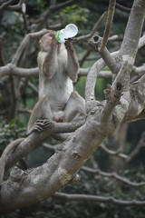 Monkey drinking water by water bottel