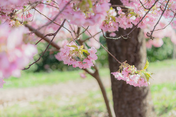 枝先に咲く河津桜
