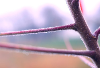 Water drops on tree branch in the rainy twilight. Bokeh background. Macro.