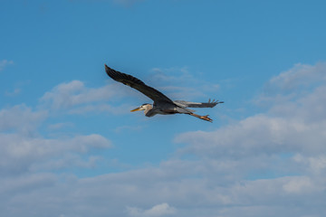A big Great Blue Heron in Rockport, Texas