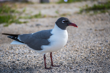 A white and grey Laughing Gull in Rockport, Texas