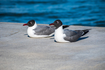 A white and grey Laughing Gull in Rockport, Texas
