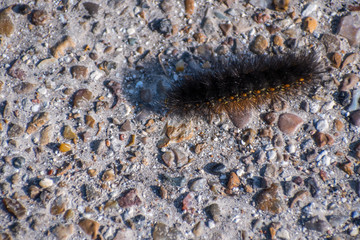A Salt Marsh Moth in Rockport, Texas
