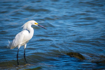 A Snowy White Egret in Rockport, Texas