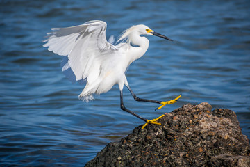 A Snowy White Egret in Rockport, Texas