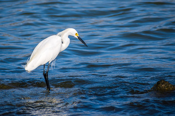 A Snowy White Egret in Rockport, Texas