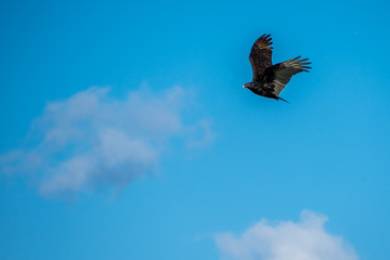 A large Turkey Vulture in Rockport, Texas