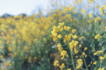 菜の花畑