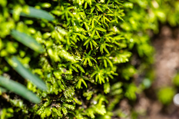 close up of green moss in nature background.