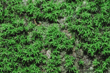 close up of green moss in nature background.