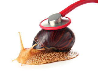 Achatina snail and stethoscope on white background © Pixel-Shot