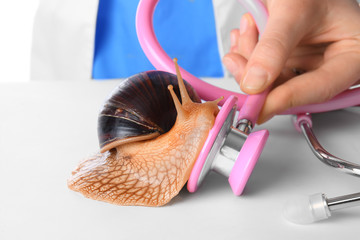Veterinarian with Achatina snail in clinic, closeup © Pixel-Shot
