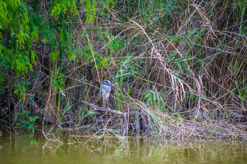 A Great Blue Heron in Estero Llano Grande State Park, Texas