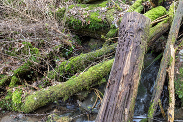 Vermooste und verwitterte Baumstämme am Bachlauf
