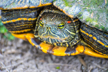 Obraz premium A Red-Eared Slider in the swamp of Estero Llano Grande State Park, Texas