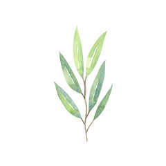 Fototapeta premium Green eucalyptus branch and leaves - watercolor hand drawn clipart isolated on white background. Hand painted floral illustration.