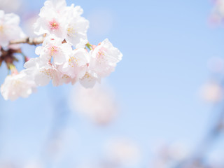 桜のある風景　２月　日本