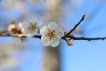 梅の花