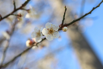梅の花