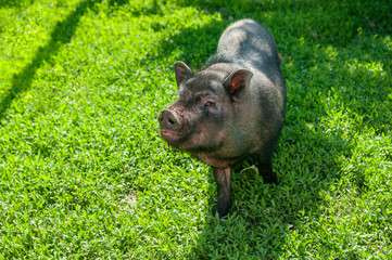 Cute vietnamese pig on a green pasture.