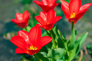 Bright red tulip flowers.