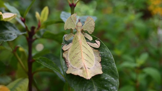 Leaf Insect, Phyllium westwoodii; on a leaf while trying to pretend as a part of the plant, moves a little as plants around move with the wind.