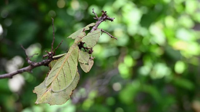 Leaf Insect, Phyllium westwoodii; resting on a bare dead twig and shaking a little after feeling a gentle breeze to act like a leaf blown by the wind to complete its mimic.