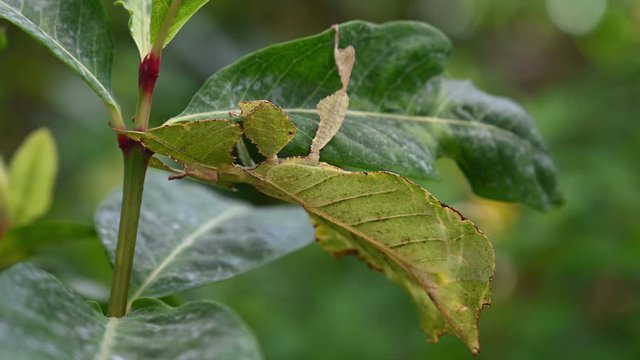 Leaf Insect, Phyllium westwoodii; sticking under a leaf and well camouflaged and then moves towards the stem.