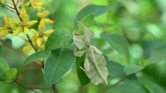 Leaf Insect, Phyllium westwoodii; perched on several leaves of a plant motionless and pretending to be a part of the leaves while the plants around move with the gentle breeze.