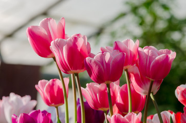 Garden tulips in the spring sun in the greenhouse