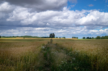 Naklejka premium Agricultural landscape with cereal crop